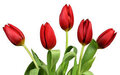 Tulpen